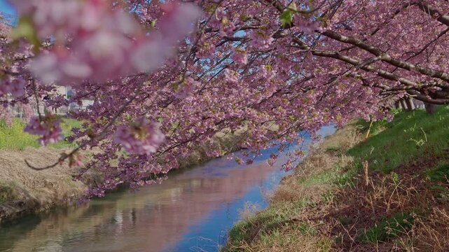 Soft bokeh foreground cherry blossom branches frame a sunlit canal reflecting vivid pink kawazu cherry trees arching overhead, with green grassy banks and warm afternoon light creating a painterly spr