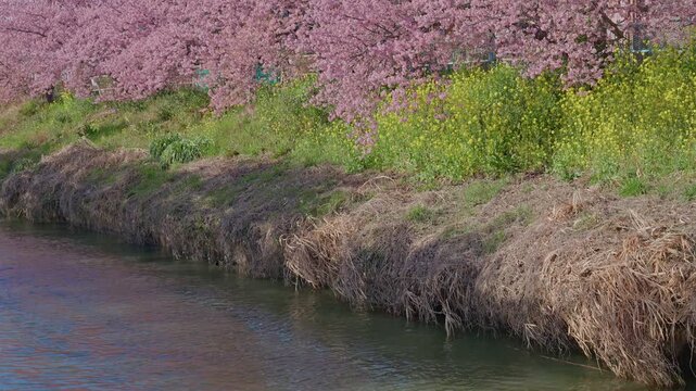 A textured canal bank covered in dry winter grass gives way to vibrant yellow rapeseed flowers and a dense row of pink cherry blossom trees, capturing the layered colors of early spring along a quiet