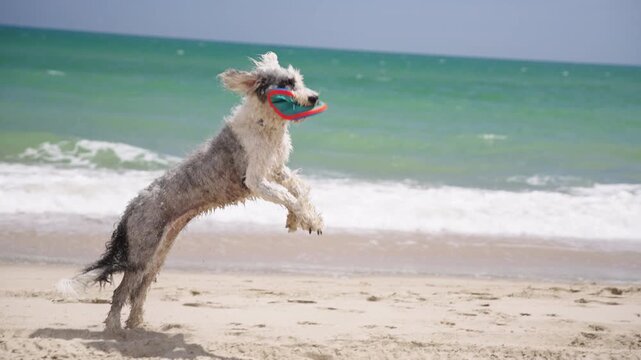 Agile white and grey dog jumping to catch a flying disc on the beach sand during summer holidays, slow motion.