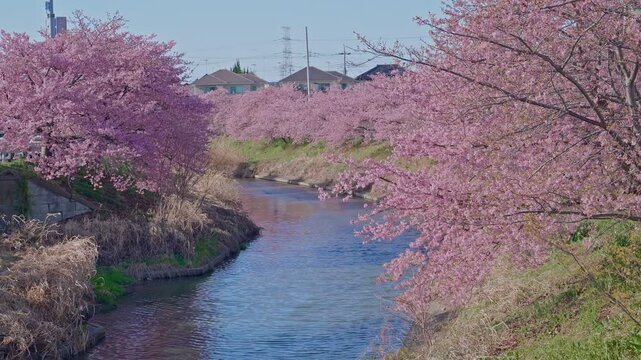 A straight canal runs between dense rows of arching pink kawazu cherry blossom trees forming a natural tunnel, with residential rooftops and electricity pylons visible beyond under a clear spring sky.