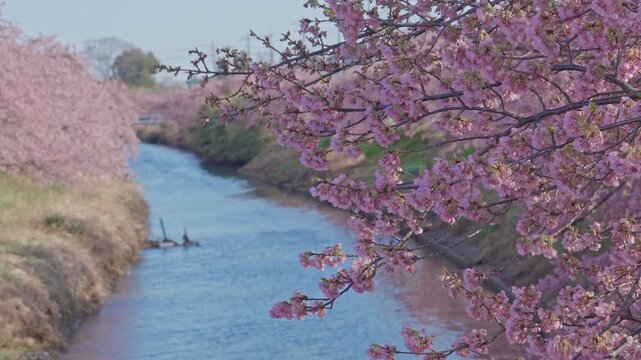 Foreground kawazu cherry blossom branches frame a serene canal lined with pink blooming trees receding into a soft hazy spring landscape, creating a layered and painterly depth of field composition.