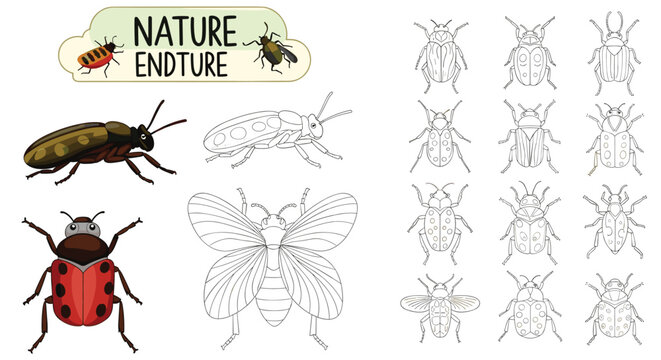 Nature-themed educational worksheet for children featuring beetle insect coloring and line tracing activities.