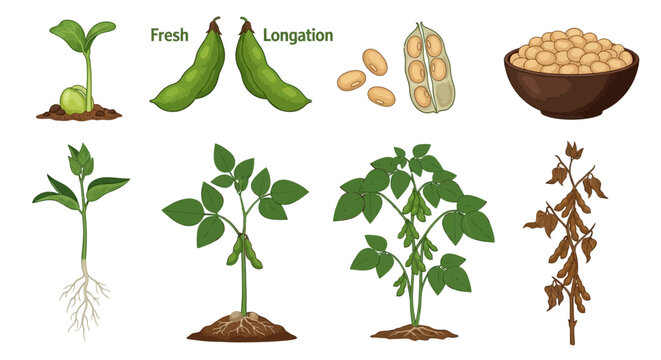 Soybean plant growth stages, vector icons, fresh green beans, legume development, agricultural illustrations
