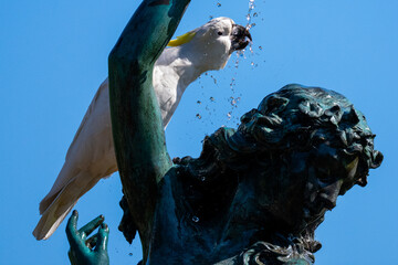 Sulphur-crested cockatoo drinking water from a fountain © Ben