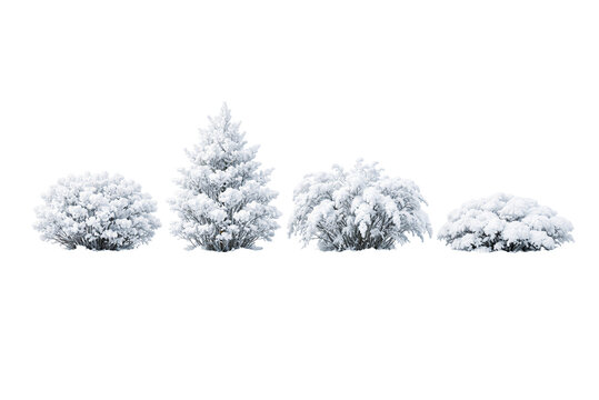 snow covered branches