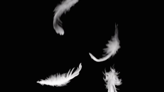 Slow Motion White Feathers Falling on Dark Background