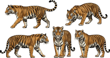 Bengal Tiger Vector Illustration Set Featuring Wild Cats in Walking, Standing, and Stalking Poses for Wildlife Conservation, Zoo, and Nature Projects (22 words) © MSTNURAJA