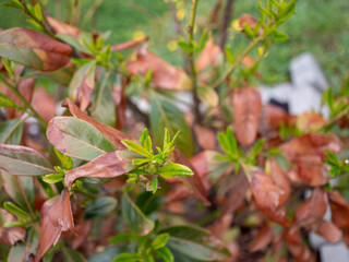 Fototapeta premium Cherry laurel shrub with damaged brown leaves after winter frost and drought, showing fresh green spring growth. Evergreen plant recovering from cold weather stress in garden.
