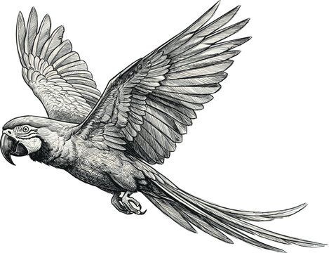 Flying Exotic Macaw Parrot Vector Illustration Featuring Hand Drawn Vintage Sketch Lines for Tropical Wildlife, Nature, and Rainforest Concept Designs