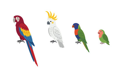 Collection of colorful tropical parrot birds flat vector illustration © hujan
