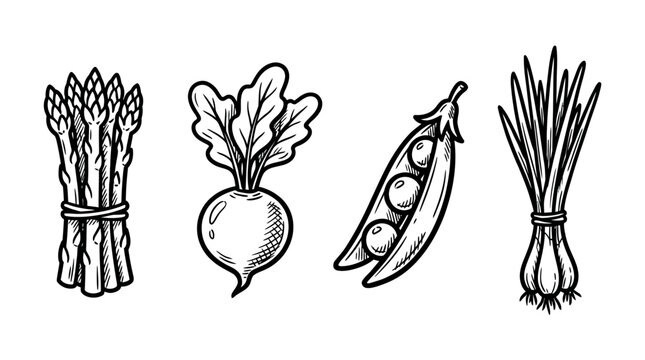 Delicious organic garden vegetables in retro engraving style for nutritious lifestyle and cooking