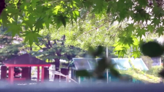 공원 나뭇잎 햇살 정자 풍경 식물 꽃 서울: 대한민국 서울의 한적한 공원에서 푸른 나뭇잎 사이로 싱그러운 햇빛이 비치는 풍경입니다. 전경의 초록빛 잎사귀들을 강조하고 배경의 빨간 정자와 야외 휴식 시설을 부드러운 심도로 담아냈으며, 도심 속 자연 공간, 여름날의 휴식, 평화로운 일상 및 자연 경관을 상징하는 실외 영상입니다.