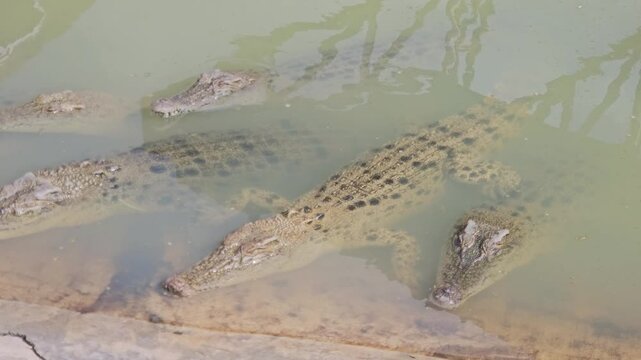 Several large crocodiles are seen submerged and motionless in murky, shallow water at the edge of an enclosure, exhibiting their scaly texture and powerful forms.