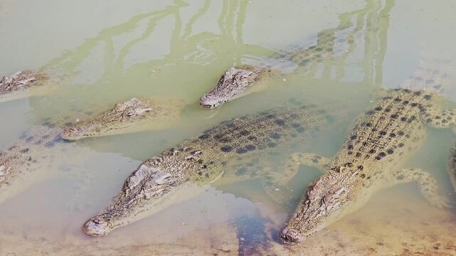 Several large crocodiles are seen submerged and motionless in murky, shallow water at the edge of an enclosure, exhibiting their scaly texture and powerful forms.