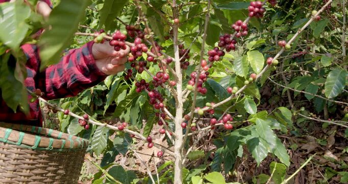 Farmer Manually Harvesting Ripe Red Coffee Cherries Into Traditional Basket On Organic Plantation
