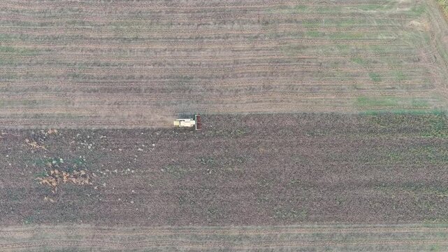 Ginosa, Italy. A combine harvester cuts through a golden wheat field, leaving neat harvested rows under the warm light of the setting sun, aerial top-down view. Drone footage, HEAD OVER SHOT