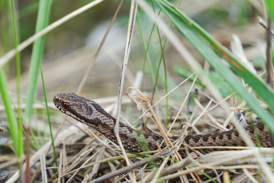 Common European adder or viper in its natural habitat among green and dry grass blades at Darss Peninsula, Germany