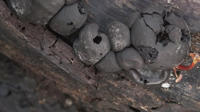 Black Cup Fungi Growing on Decaying Wood in Tropical Rainforest Thailand