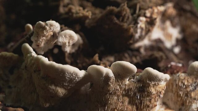 Toothed Shelf Fungus Covering Rotten Tree Bark in Thai Jungle

