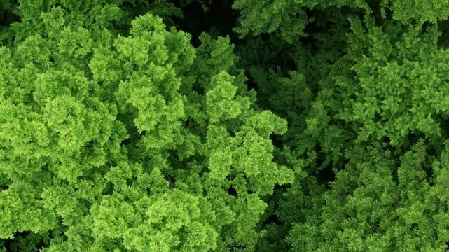 Fresh green curly parsley leaves in macro view, organic garden herbs background, vibrant raw vegetable texture for healthy cooking concepts