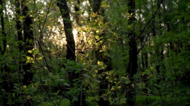 Sunlight filtering through dense green forest foliage, golden hour sunbeams in a lush woodland, cinematic natural light in spring forest