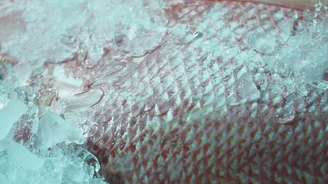 Fish on ice at seafood market in early morning