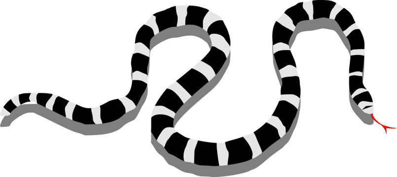 Slithering Black and White Banded Snake Illustration with Shadow
