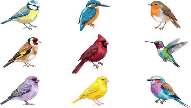 Colorful Songbird Collection Featuring Cardinal Robin Sparrow Hummingbird and Kingfisher Birds in Detailed Wildlife Nature Vector Illustration Set