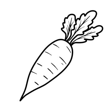 Hand drawn daikon radish line art illustration. White radish root with leaves doodle outline drawing isolated on white backgroun