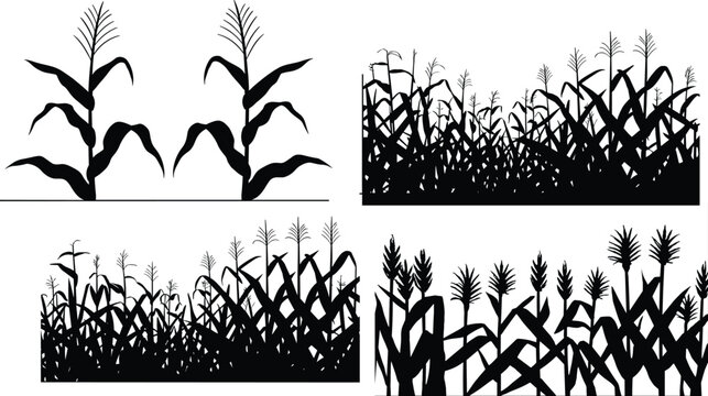 Corn plant silhouettes showing individual stalks, dense cornfield groupings, and agricultural row patterns for farming, harvest, and crop design concepts