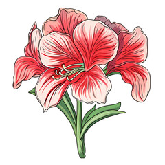 Obraz premium Amaryllis flower isolated