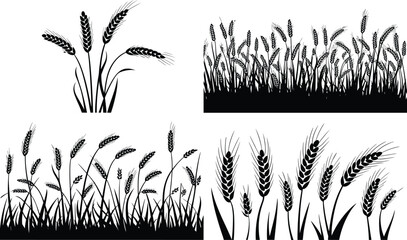 Wheat plant silhouettes showing stalks, grain heads, and agricultural illustration concept © MstShahin