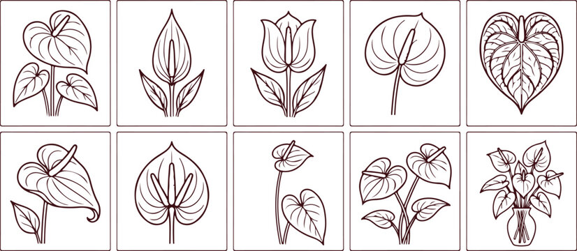 Collection of tropical plant anthurium flowers and leaves, floral botanical line art drawings.