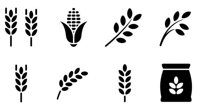 Set of icons representing grains corn bag of grain ear of corn grain stalk cereal grain wheat stalk