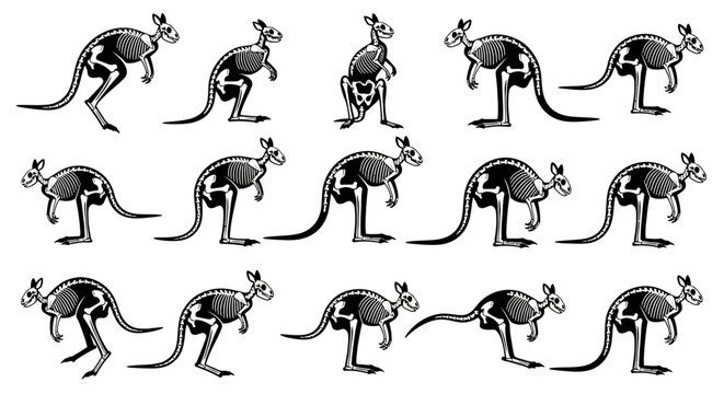 Black and white kangaroo poses variety.