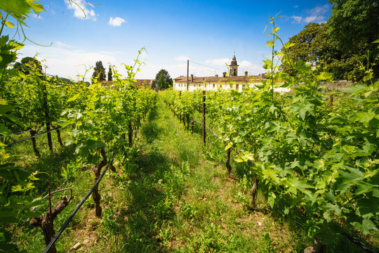 Reben im Valpolicella