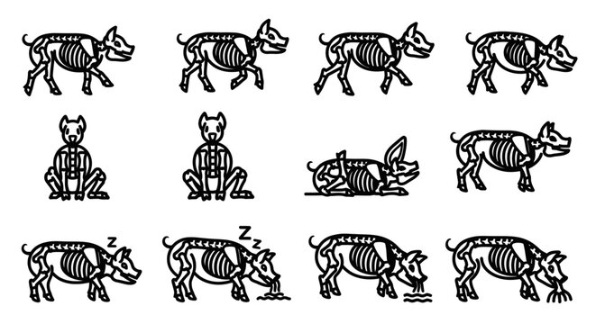Rhinoceros skeletal anatomy illustrations.