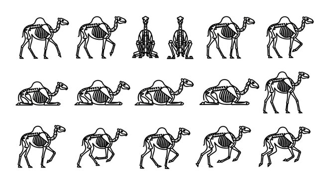 Various camel poses and movements sequence.