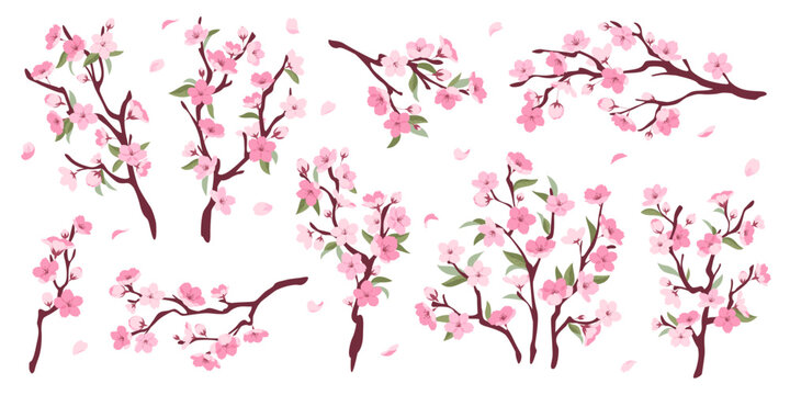 Sakura branches. Cherry blossom twigs, decorative spring botanical elements with pink delicate flowers, japanese plant, flying petals, vibe, almonds, plums for graphic design, tidy vector set
