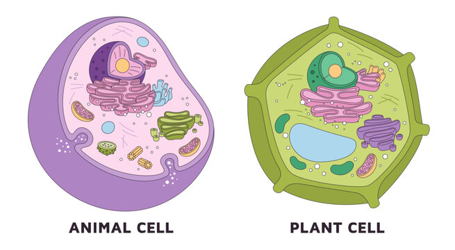 Plant and animal cell. Educational poster, microscopic system anatomy, organisms structure units in section, biology, structures and organelles, educational diagram poster garish vector set