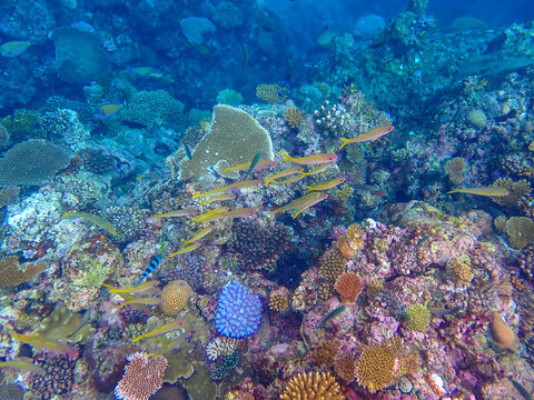 Exuberant underwater views in trhe coral reefs of the Yasawa Islands in northwest Fiji, South Pacific Ocean