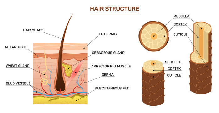 Hair structure. Scientific infographics banner design, anatomical educational poster, human skin cross section, follicle, cuticle, dermatology and trichology education qualitative vector set