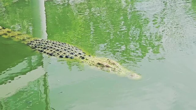 Several large crocodiles are seen submerged and motionless in murky, shallow water at the edge of an enclosure, exhibiting their scaly texture and powerful forms.