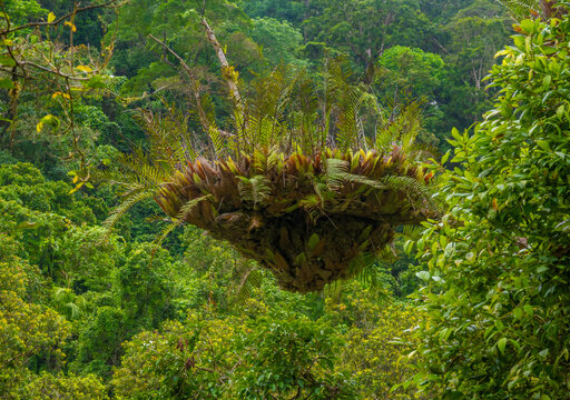 Spectacular Epiphyte Basket Fern (Drynaria rigidula) thriving in the ancient rainforests of Mossman Gorge, Daintree National Park, Queensland, Australia