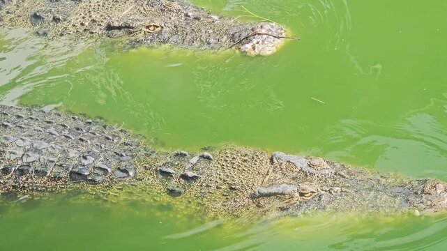 Several large crocodiles are seen submerged and motionless in murky, shallow water at the edge of an enclosure, exhibiting their scaly texture and powerful forms.