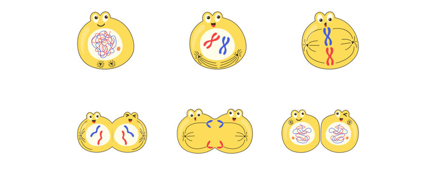 Mitosis Process Illustration Set, Anaphase Metaphase Telophase Cell Division Collection