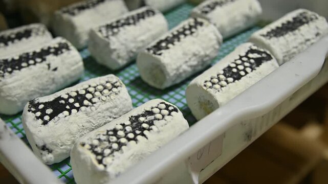 Cheese production process showing cylindrical cheese molds in a tray