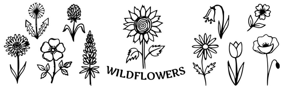 Wildflowers icon Doodle Vector Illustration