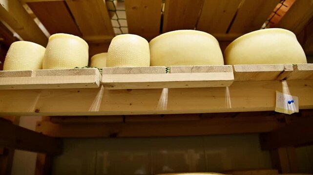 Cheese wheels aging on wooden shelves in a rustic storage environment