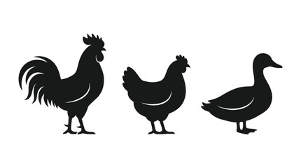 rooster and hen © Fariaislam